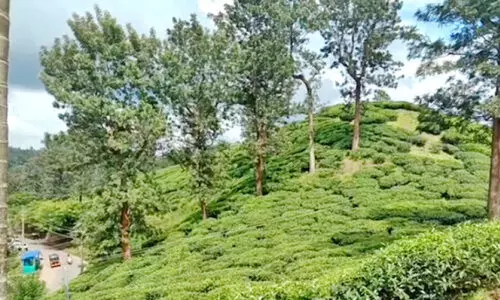 തേയില അവശിഷ്​ടങ്ങൾക്ക്​ സമം ഇവരുടെ ജീവിതം; വി​ര​മി​ക്ക​ൽ ആ​നു​കൂ​ല്യം ല​ഭി​ക്കാ​തെ മ​രി​ച്ചു​പോ​യ തൊ​ഴി​ലാ​ളി​ക​ൾ നി​ര​വ​ധി