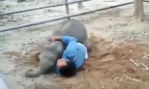 ഈ കുട്ടിയാനയുടെ കുറുമ്പാണിപ്പോൾ വൈറൽ; വീഡിയോ പങ്കുവെച്ച് ബോളിവുഡ് താരങ്ങളും