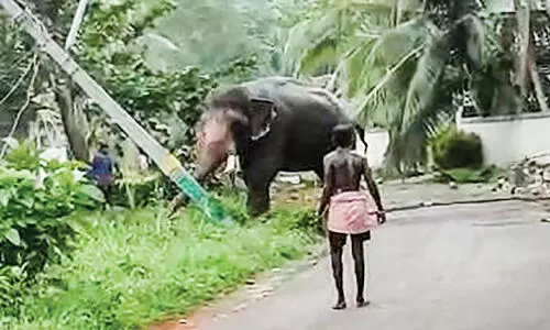 angry elephant