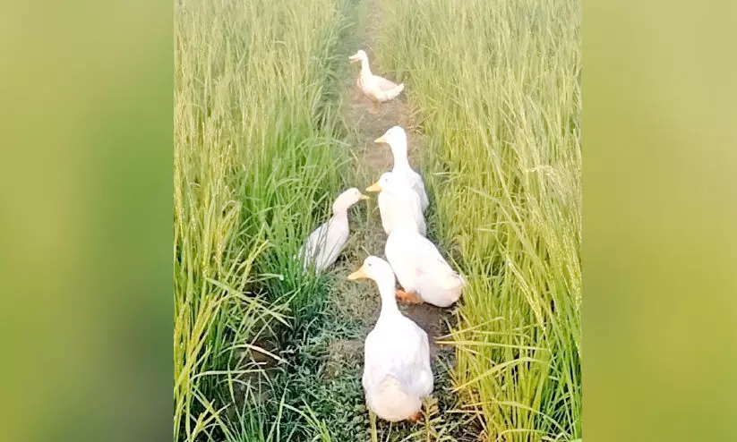 താറാവും നെല്ലും ഒരേ പാടത്ത്; വയനാടൻ മണ്ണിൽ ജാപ്പനീസ് കൃഷി ഗാഥ താറാവും നെല്ലും ഒരേ പാടത്ത്; വയനാടൻ മണ്ണിൽ ജാപ്പനീസ് കൃഷി ഗാഥ