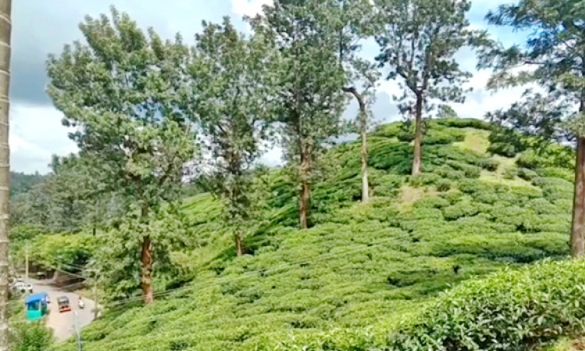 തേയില അവശിഷ്ടങ്ങൾക്ക് സമം ഇവരുടെ ജീവിതം; വിരമിക്കൽ ആനുകൂല്യം ലഭിക്കാതെ മരിച്ചുപോയ തൊഴിലാളികൾ നിരവധി തേയില അവശിഷ്ടങ്ങൾക്ക് സമം ഇവരുടെ ജീവിതം; വിരമിക്കൽ ആനുകൂല്യം ലഭിക്കാതെ മരിച്ചുപോയ തൊഴിലാളികൾ നിരവധി