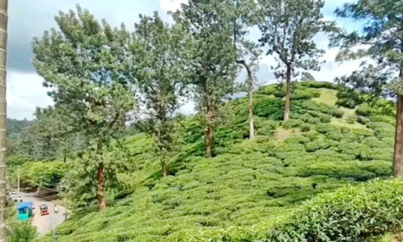 തേയില അവശിഷ്ടങ്ങൾക്ക് സമം ഇവരുടെ ജീവിതം; വിരമിക്കൽ ആനുകൂല്യം ലഭിക്കാതെ മരിച്ചുപോയ തൊഴിലാളികൾ നിരവധി തേയില അവശിഷ്ടങ്ങൾക്ക് സമം ഇവരുടെ ജീവിതം; വിരമിക്കൽ ആനുകൂല്യം ലഭിക്കാതെ മരിച്ചുപോയ തൊഴിലാളികൾ നിരവധി