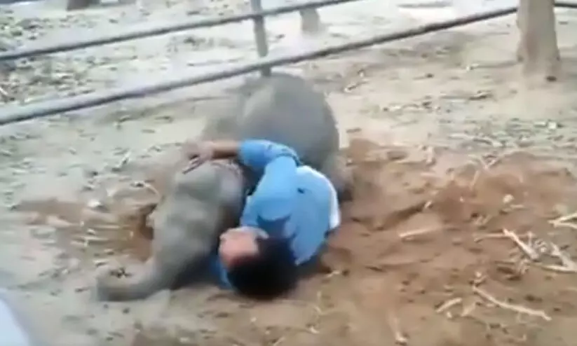 ഈ കുട്ടിയാനയുടെ കുറുമ്പാണിപ്പോൾ വൈറൽ; വീഡിയോ പങ്കുവെച്ച് ബോളിവുഡ് താരങ്ങളും ഈ കുട്ടിയാനയുടെ കുറുമ്പാണിപ്പോൾ വൈറൽ; വീഡിയോ പങ്കുവെച്ച് ബോളിവുഡ് താരങ്ങളും