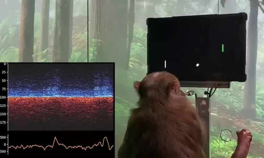 തലച്ചോറിൽ ചിപ് ഘടിപ്പിച്ചു; വിഡിയോ ഗെയിം ആഘോഷമാക്കി കുരങ്ങൻ; വൈറലായി ഇലോൺ മസ്കിന്റെ വിഡിയോ തലച്ചോറിൽ ചിപ് ഘടിപ്പിച്ചു; വിഡിയോ ഗെയിം ആഘോഷമാക്കി കുരങ്ങൻ; വൈറലായി ഇലോൺ മസ്കിന്റെ വിഡിയോ