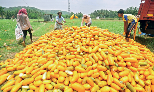 വിഷുവും റമദാനും ഇങ്ങെത്തി; കരിഞ്ചാപ്പാടിയിൽ വെള്ളരി റെഡി