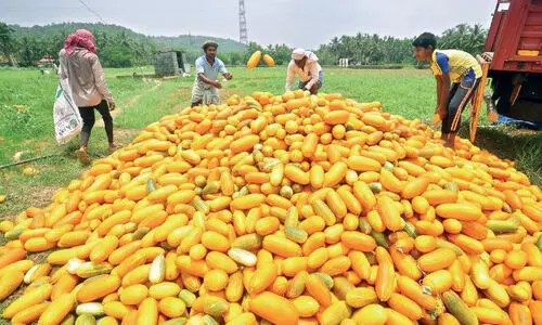 വിഷുവും റമദാനും ഇങ്ങെത്തി; കരിഞ്ചാപ്പാടിയിൽ വെള്ളരി റെഡി