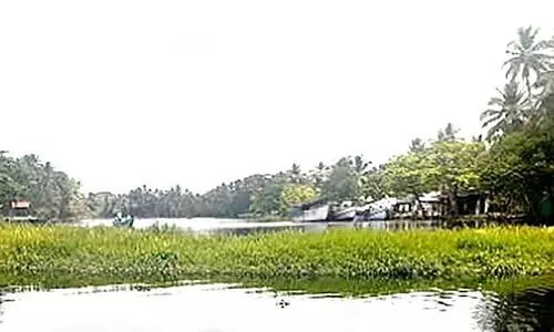 നെൽകൃഷി അവസാന ഘട്ടത്തിൽ; കുട്ടനാട്ടിൽ വില്ലനായി ​വീണ്ടും പോള