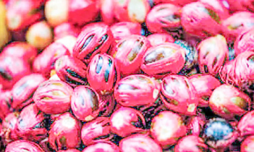 കായ്​ പിടിക്കാതെ ജാതിമരങ്ങൾ;​​ കർഷകർ പ്രതിസന്ധിയിൽ