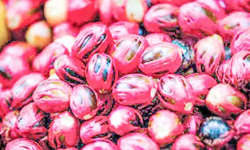 കായ്​ പിടിക്കാതെ ജാതിമരങ്ങൾ;​​ കർഷകർ പ്രതിസന്ധിയിൽ