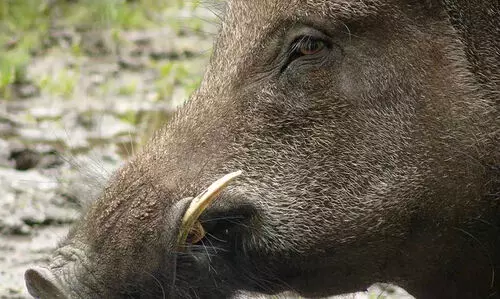wild boar