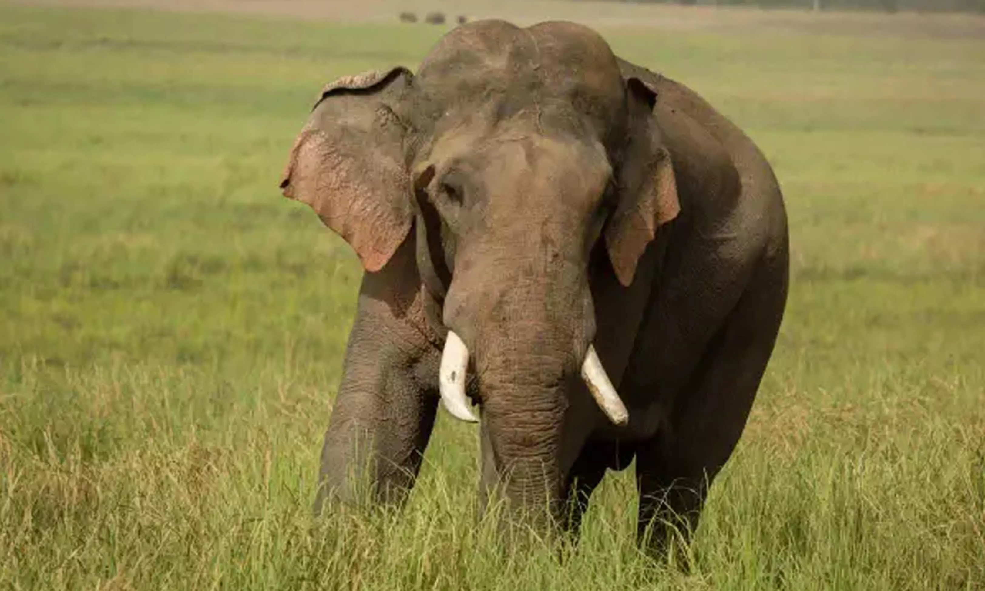 wild elephant wild elephant