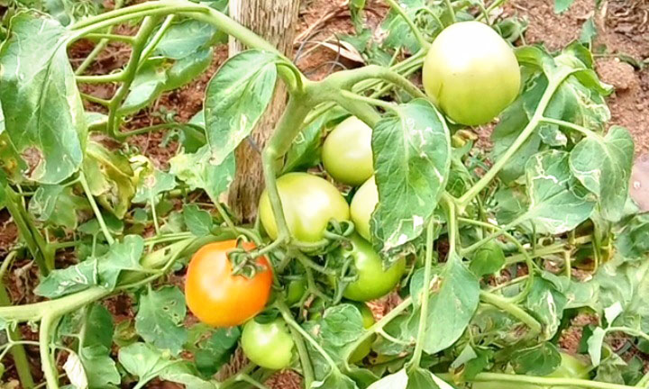 agriculture agriculture