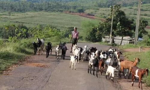 അട്ടപ്പാടി : അംബേദ്കർ സെറ്റിൽമെൻറ് പാതി വഴിയിലെന്ന് എ.ജി അട്ടപ്പാടി : അംബേദ്കർ സെറ്റിൽമെൻറ് പാതി വഴിയിലെന്ന് എ.ജി