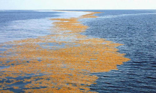 തീരമില്ലാത്ത കടൽ; സർഗാസോ ദുരൂഹതയുടെ പര്യായം