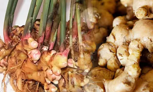 ഇഞ്ചി​ വില ഇടിഞ്ഞുതന്നെ; കർഷകർ കടുത്ത പ്രതിസന്ധിയിൽ