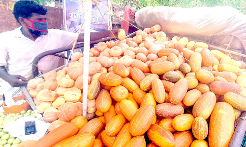 cucumber sale cucumber sale