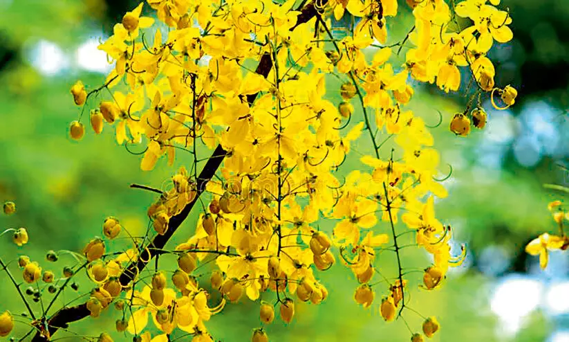 വി​ഷു: ക​ണി​ക്കൊ​ന്ന​യും ക​ണി​വെ​ള്ള​രി​യും എ​ത്തി