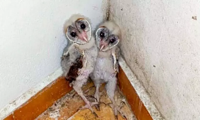 vellimoonga vellimoonga