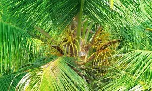 തെങ്ങിൻകുലയിൽ തെങ്ങിൻതൈ; പ്രതീക്ഷയോടെ ശാസ്​ത്രജ്​ഞർ