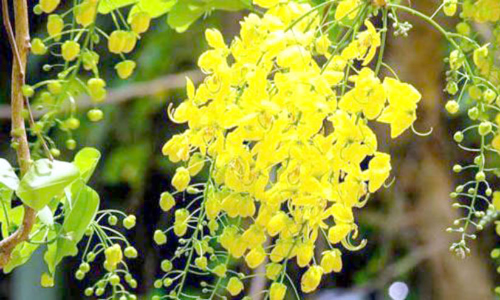 വി​ഷു​വി​​നെ വ​ര​വേ​ൽ​ക്കാ​ൻ ഒ​രു​ങ്ങി മ​ല​യാ​ളി​ക​ൾ