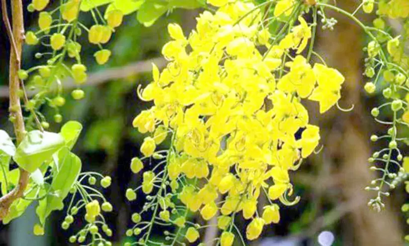 വി​ഷു​വി​​നെ വ​ര​വേ​ൽ​ക്കാ​ൻ ഒ​രു​ങ്ങി മ​ല​യാ​ളി​ക​ൾ