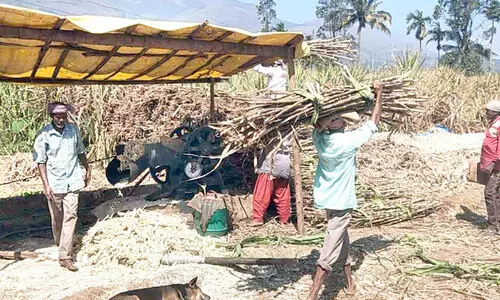 marayoor jaggery work