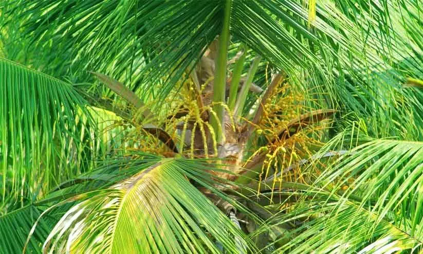തെങ്ങിൻകുലയിൽ തെങ്ങിൻതൈ; പ്രതീക്ഷയോടെ ശാസ്​ത്രജ്​ഞർ