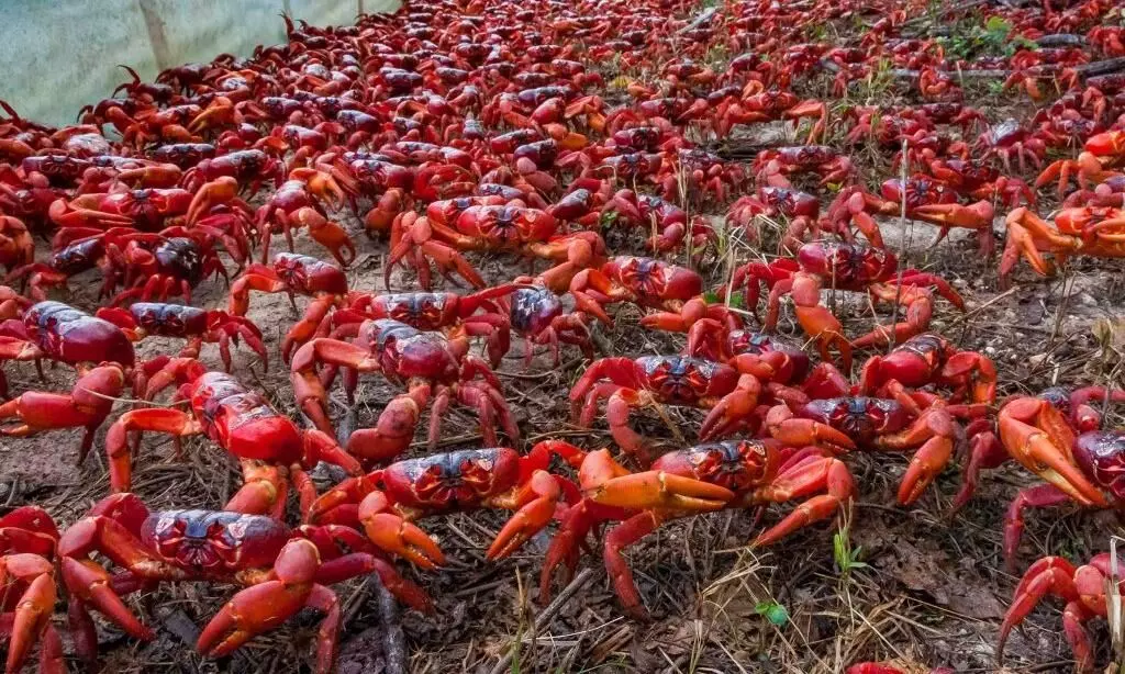 crab island