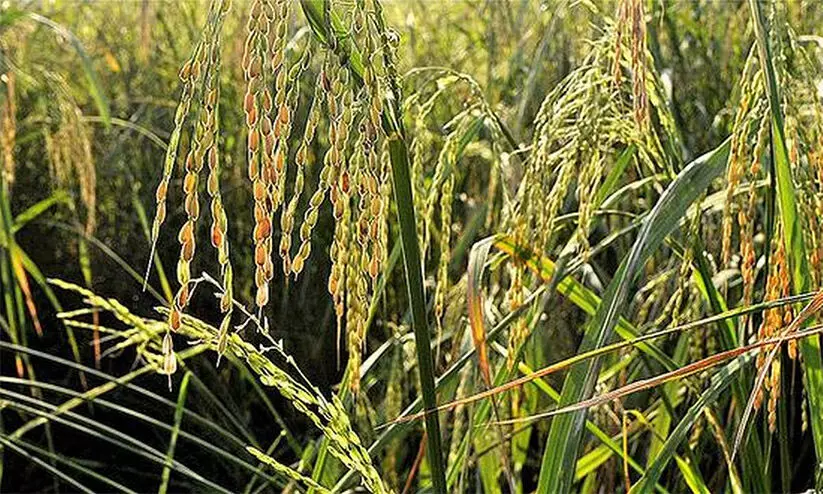 pokkalipadam pokkalipadam