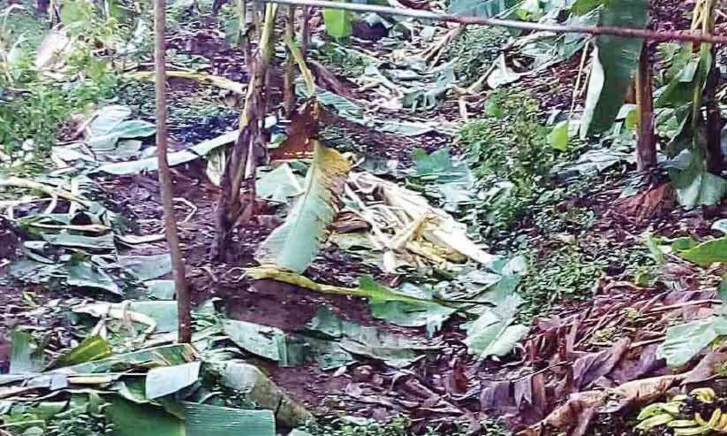 അ​തി​ര​പ്പി​ള്ളി​യി​ൽ പ​ശു​ക്കു​ട്ടി​യെ  പുലി കൊ​ന്നു; കാട്ടാന വാ​ഴ​ക​ൾ ന​ശി​പ്പി​ച്ചു