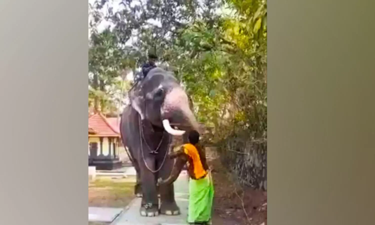 സെൽഫിയെടുക്കുന്നതിന്​ തലയുയർത്താൻ ആനയെ മർദ്ദിച്ച പാപ്പാൻ അറസ്റ്റിൽ