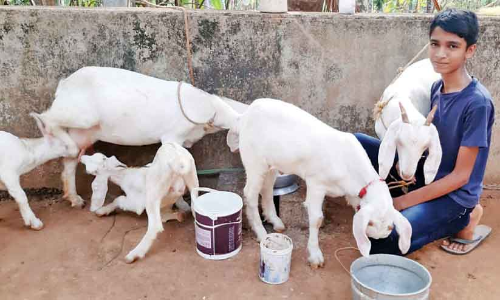 ഈ എട്ടാം ക്ലാസുകാരന് പ്രിയം ആടുവളർത്തലും വാഴകൃഷിയും
