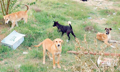 തെ​രു​വു​നാ​യ്​​ക്ക​ൾ​ക്ക്അ ​ഭ​യ​കേ​ന്ദ്ര​ങ്ങ​ളൊ​രു​ക്കി