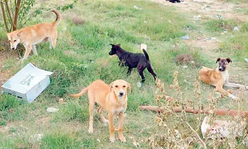 തെ​രു​വു​നാ​യ്​​ക്ക​ൾ​ക്ക്അ ​ഭ​യ​കേ​ന്ദ്ര​ങ്ങ​ളൊ​രു​ക്കി