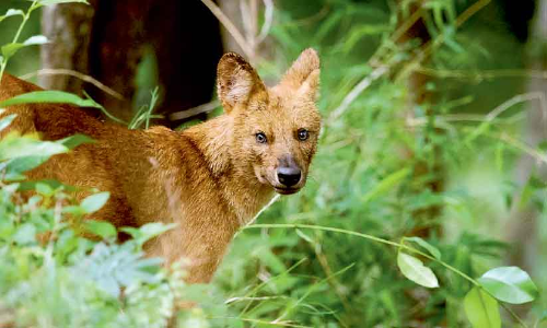 ഏ​ഷ്യാ​റ്റി​ക് കാ​ട്ടു​നാ​യ്ക്ക​ളു​ടെ ആ​വാ​സ കേ​ന്ദ്ര​മാ​യി വ​യ​നാ​ട്