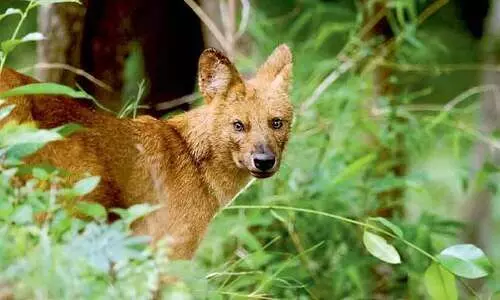 ഏ​ഷ്യാ​റ്റി​ക് കാ​ട്ടു​നാ​യ്ക്ക​ളു​ടെ ആ​വാ​സ കേ​ന്ദ്ര​മാ​യി വ​യ​നാ​ട്