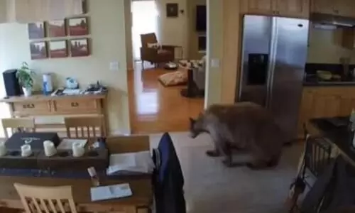 കരടിയൊക്കെയങ്ങ്​ കാട്ടിൽ, ഇത്​ ഞങ്ങളുടെ വീടാ -വീട്ടിൽ കയറിയ കരടിയെ തുരത്തിയോടിച്ച്​ വളർത്തുനായകൾ