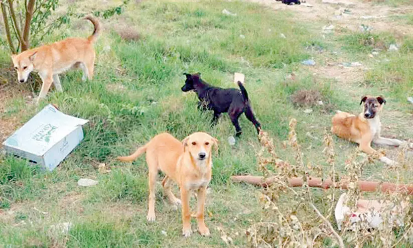 തെ​രു​വു​നാ​യ്​​ക്ക​ൾ​ക്ക്അ ​ഭ​യ​കേ​ന്ദ്ര​ങ്ങ​ളൊ​രു​ക്കി