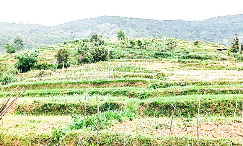 vegetable field vegetable field