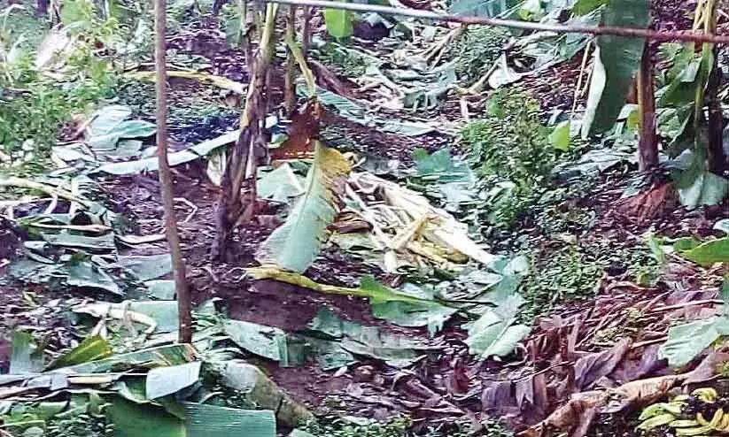 അതിരപ്പിള്ളിയിൽ പശുക്കുട്ടിയെ പുലി കൊന്നു; കാട്ടാന വാഴകൾ നശിപ്പിച്ചു അതിരപ്പിള്ളിയിൽ പശുക്കുട്ടിയെ പുലി കൊന്നു; കാട്ടാന വാഴകൾ നശിപ്പിച്ചു