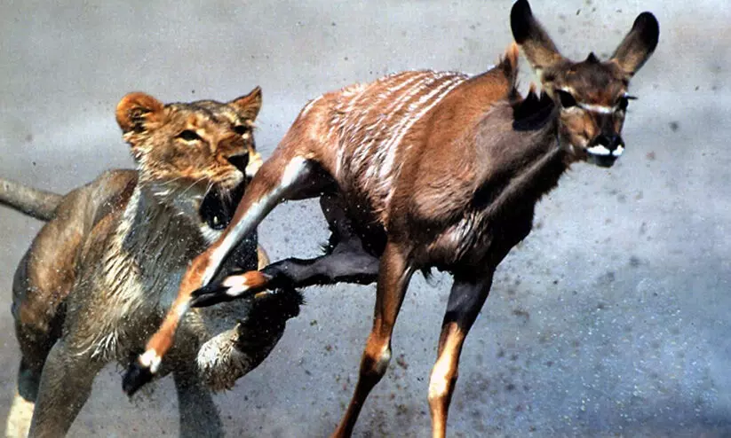 ടൂറിസ്റ്റുകളുടെ മുന്നിൽ വെച്ച് മിന്നൽ വേഗത്തിൽ മാനിനെ റാഞ്ചിയെടുത്ത് സിംഹം; വിഡിയോ വൈറൽ ടൂറിസ്റ്റുകളുടെ മുന്നിൽ വെച്ച് മിന്നൽ വേഗത്തിൽ മാനിനെ റാഞ്ചിയെടുത്ത് സിംഹം; വിഡിയോ വൈറൽ