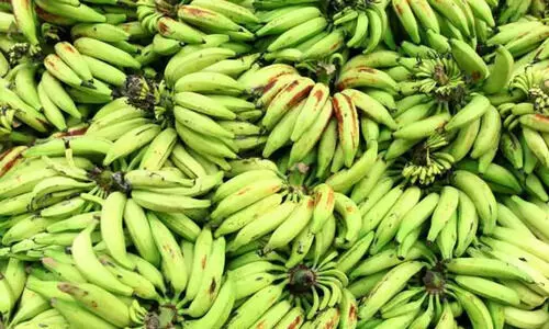 വില വർദ്ധിച്ചതോടെ നേന്ത്രവാഴ കർഷകർക്ക് നല്ലകാലം