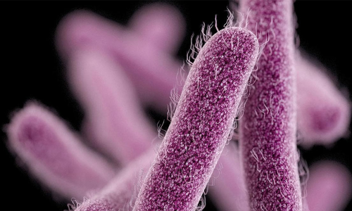 നൂൽപ്പുഴയിൽ വീണ്ടും ഷിഗല്ല റിപ്പോർട്ട്​ ചെയ്​തു