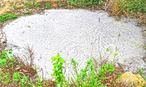 മലിനജലം പുറത്തേക്ക്; പന്നിഫാം പൂട്ടിച്ചു