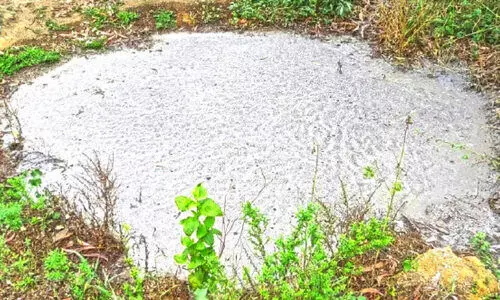 മലിനജലം പുറത്തേക്ക്; പന്നിഫാം പൂട്ടിച്ചു