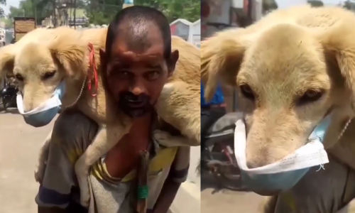 ആകെയുള്ള മാസ്ക് സ്വന്തം നായക്ക് നൽകി; ഞാൻ മരിച്ചാലും കുഴപ്പമില്ല... VIDEO