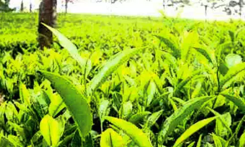 tea plantation tea plantation