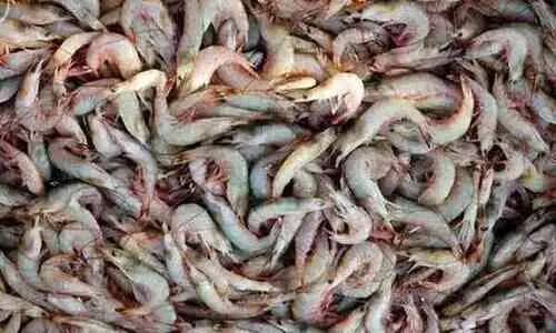 ചെ​ങ്ക​ട​ലി​ൽ ചെ​മ്മീ​ൻ മ​ത്സ്യ​ബ​ന്ധ​ന സീ​സ​ണി​ന്​ തു​ട​ക്കം