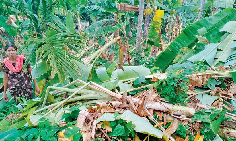 കാറ്റിലും മഴയിലും വ്യാപക കൃഷിനാശം