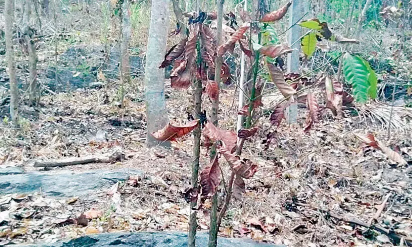 പു​ൽ​പ​ള്ളി മേ​ഖ​ല​യി​ൽ വി​ള​ക​ൾ ക​രി​ഞ്ഞു​ണ​ങ്ങു​ന്നു